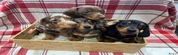 Miniature Dachshund dogs for sale: Miniature Dachshund puppies for sale - Advert 7