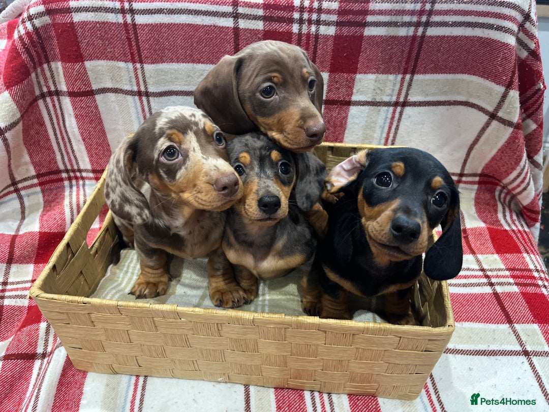 Miniature Dachshund dogs for sale: Miniature Dachshund puppies for sale - Advert 7
