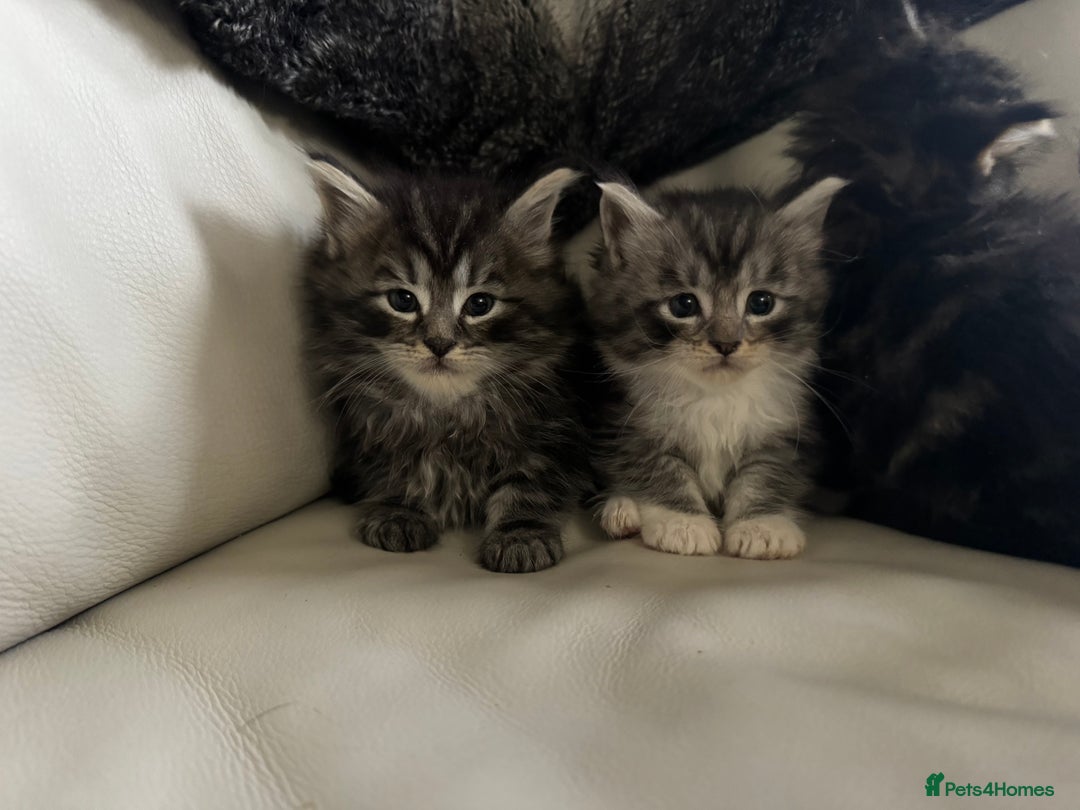 Maine Coon cats for sale: XXL kittens ready September  - Image 4