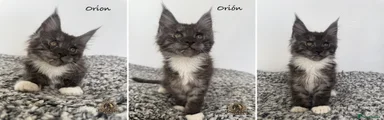 Orion 