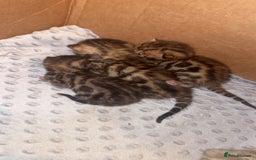 Bengal cats for sale: Bengal kittens  - Advert 12