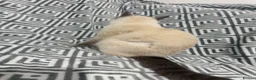 British Shorthair cats for sale: 💔 looking for a loving forever home for Aslan 🐾 in London - Advert 5