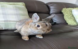 Netherland Dwarf rabbits for sale: Female rabbit  - Image 4