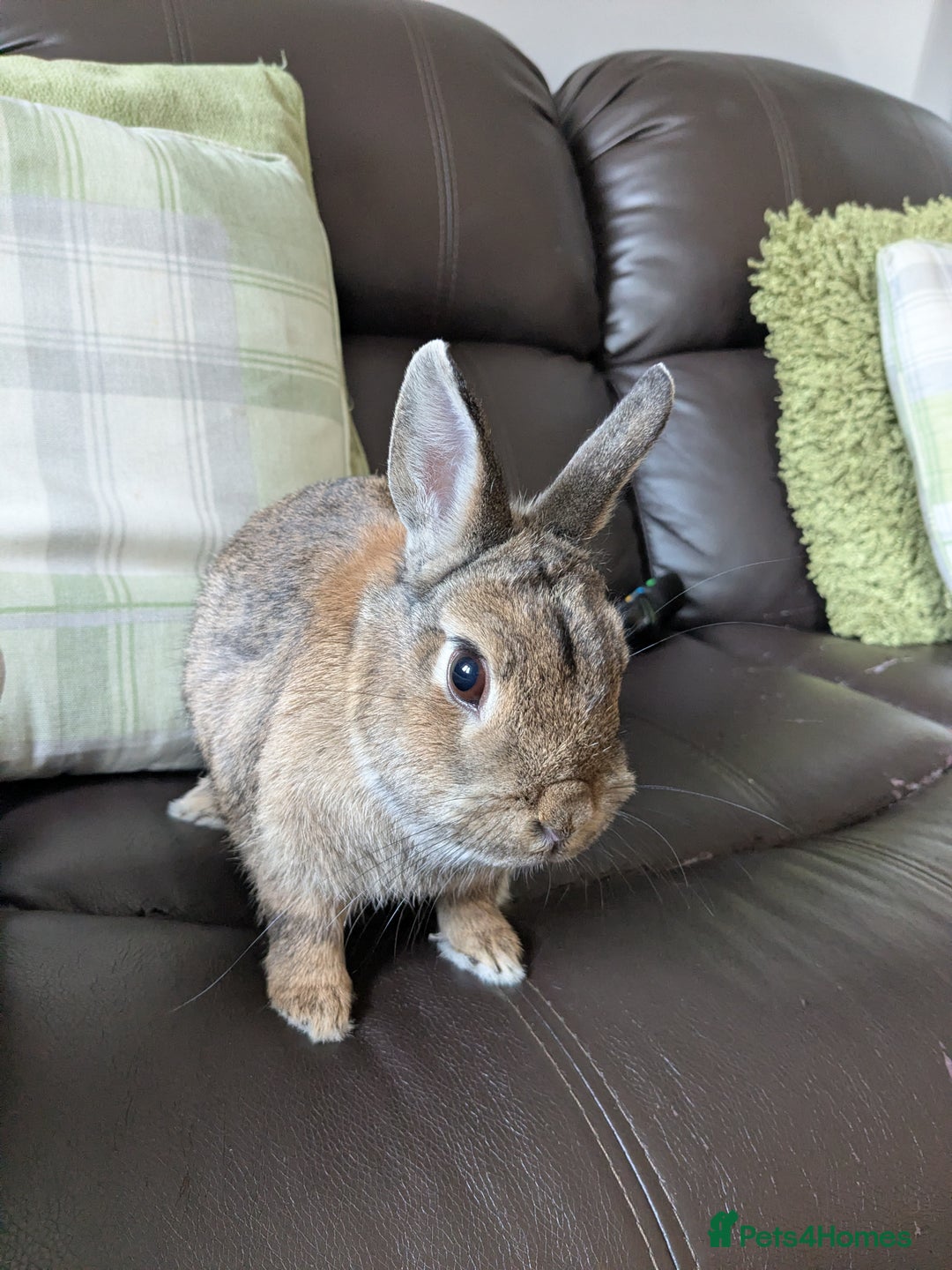 Netherland Dwarf rabbits for sale: Female rabbit  - Image 4