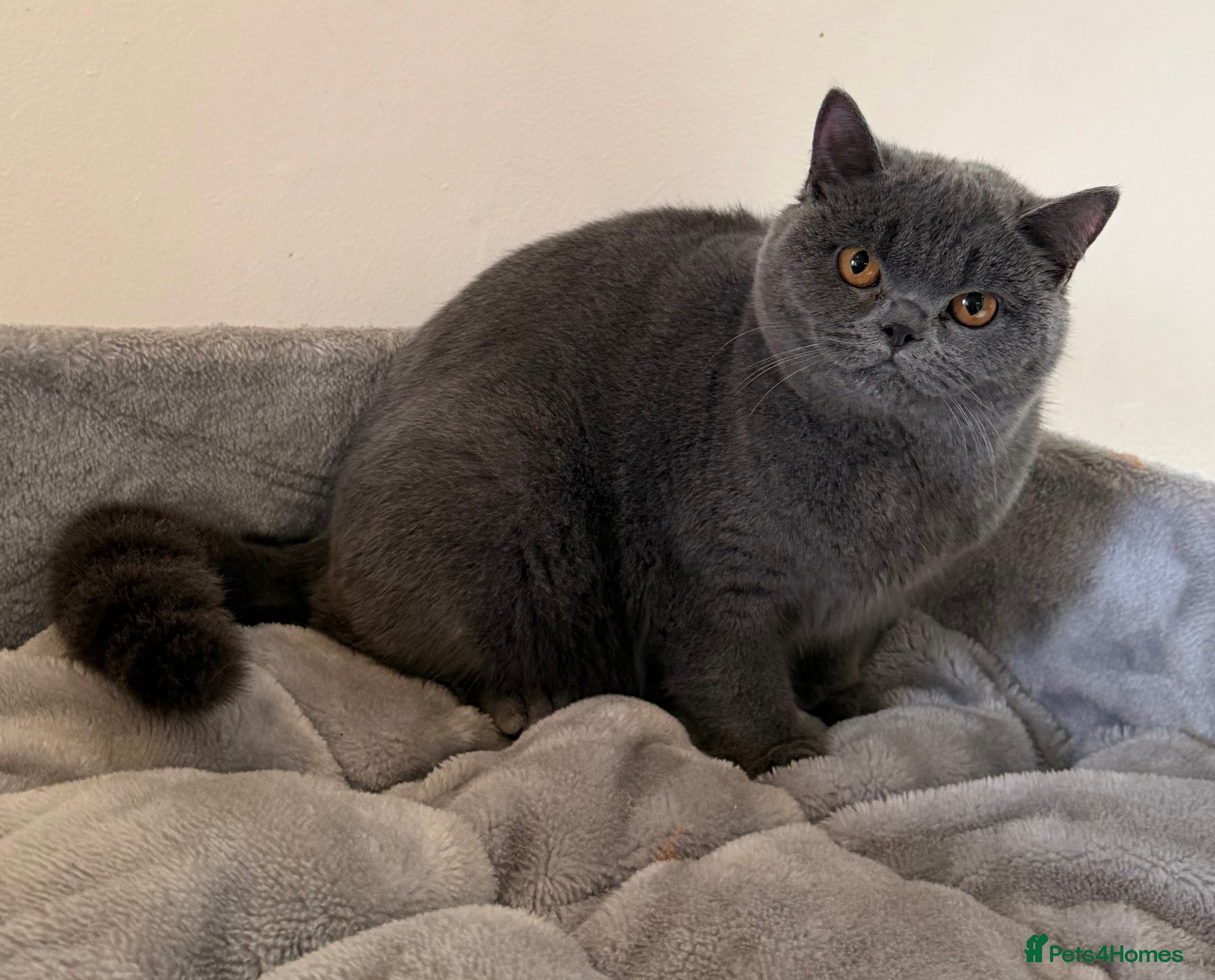 British Shorthair cats Blue girl available  - Advert 15