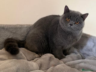 British Shorthair cats Blue girl available - Advert 12