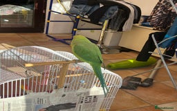 Ringnecks birds for sale: Ring neck Indian parrot  - Image 3