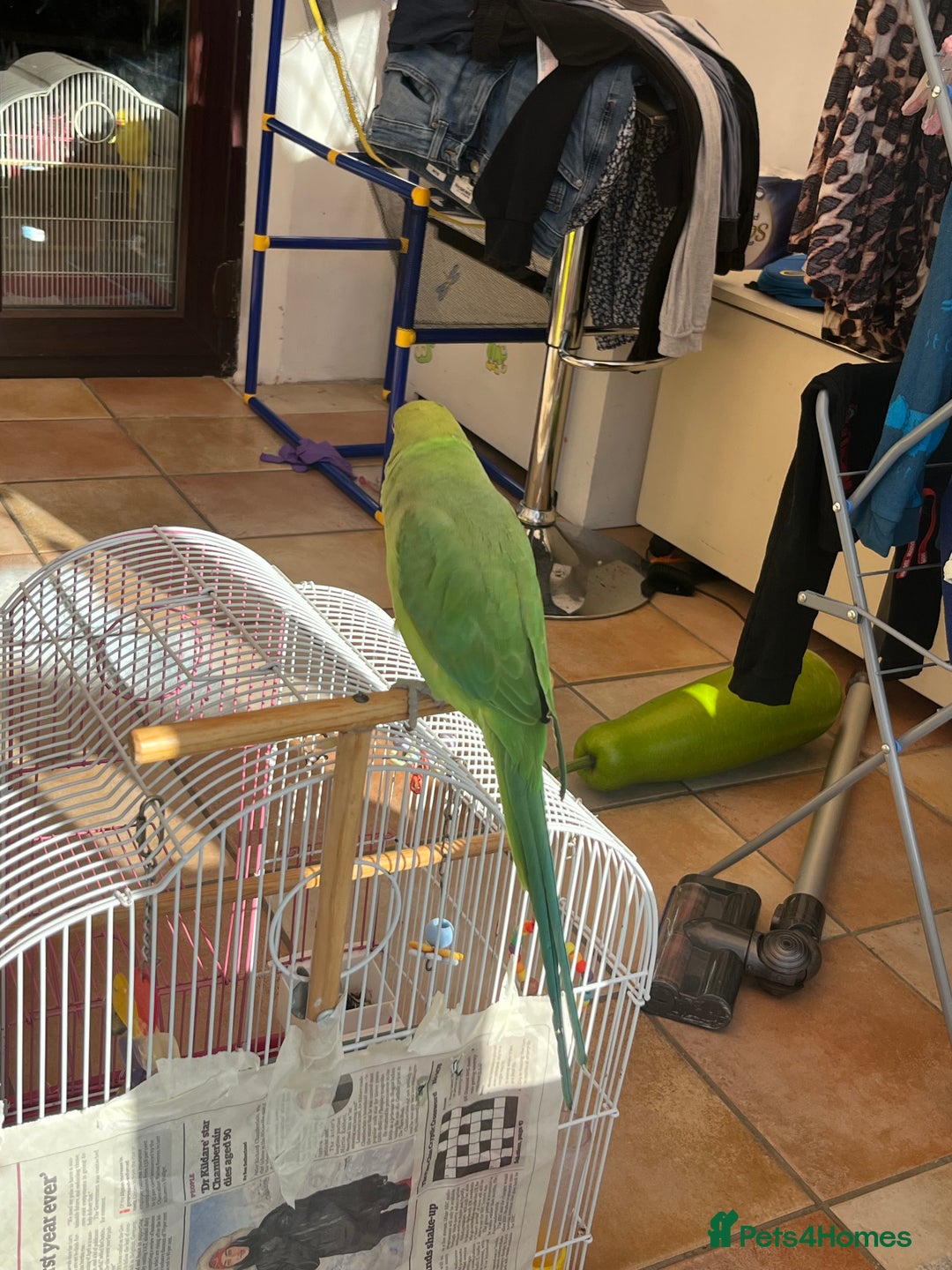 Ringnecks birds for sale: Ring neck Indian parrot  - Image 3