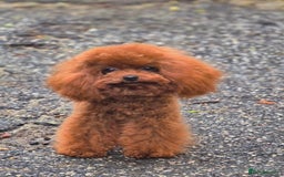 Toy Poodle dogs for stud: Amazing Red Asian Poodle FOR STUD ONLY - Image 2