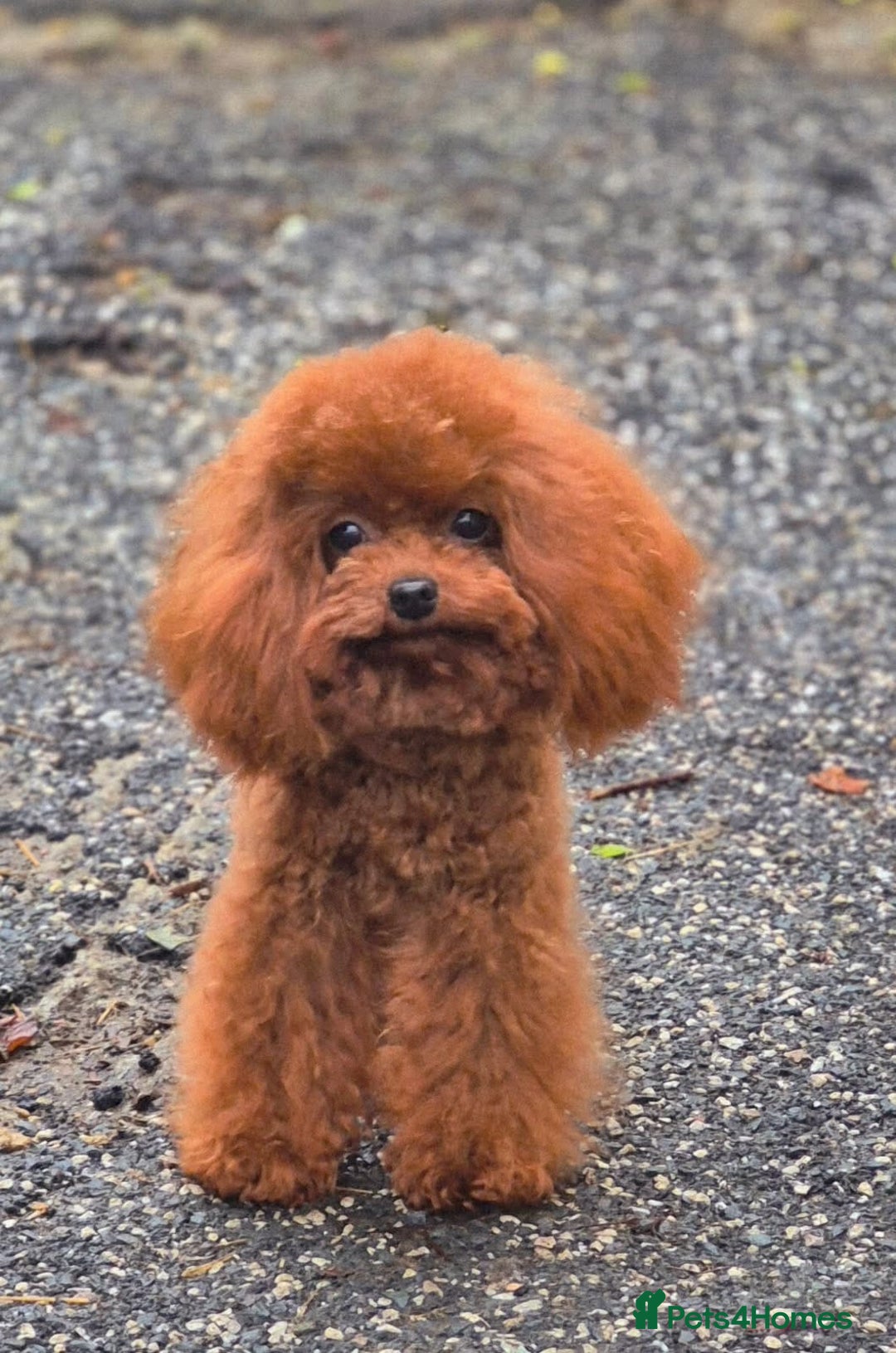 Toy Poodle dogs for stud: Amazing Red Asian Poodle FOR STUD ONLY - Image 2