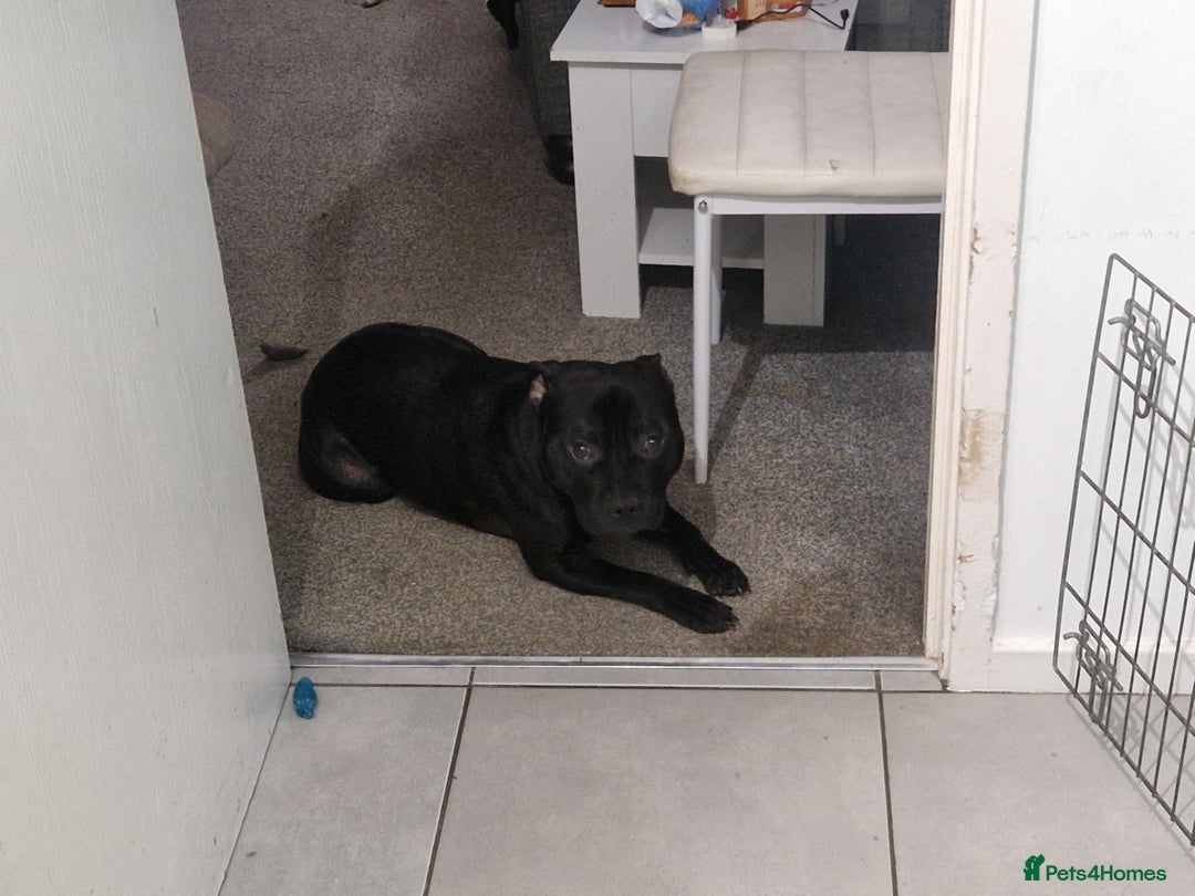 Staffordshire Bull Terrier dogs for stud: Boris + Caesar - Advert 10
