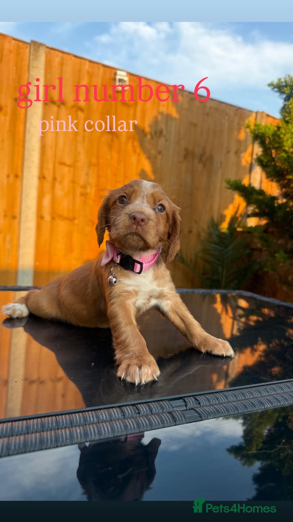 Cocker Spaniel dogs Working Cocker Spaniel Puppies - Advert 1