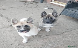 Akita dogs for sale: Akita puppy's ready now - Image 11