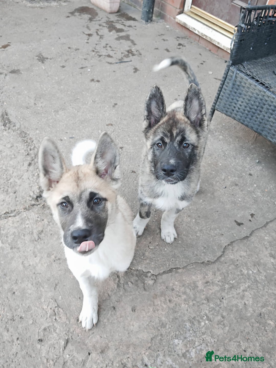 Akita dogs for sale: Akita puppy's ready now - Image 11