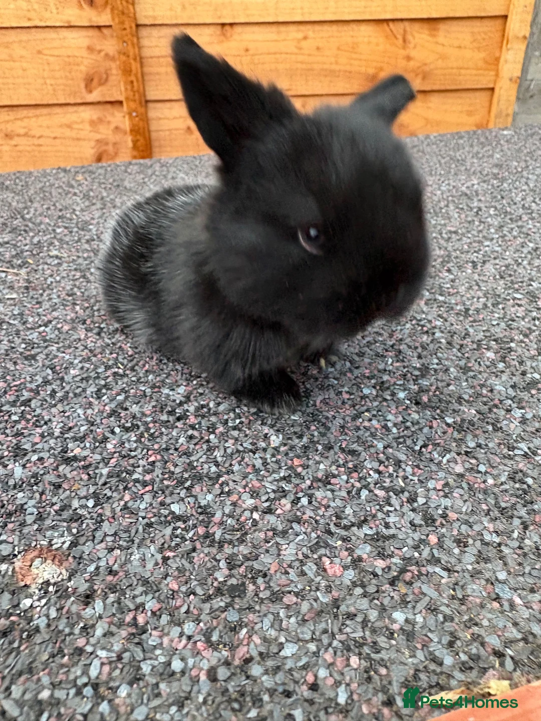 Mini Lop rabbits for sale: Mini Lop for sale in Tewkesbury - Advert 5