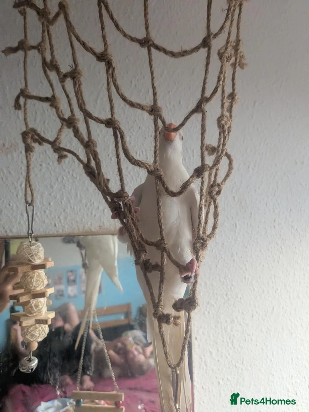 Parakeets birds for sale: Princess parakeet  - Advert 5
