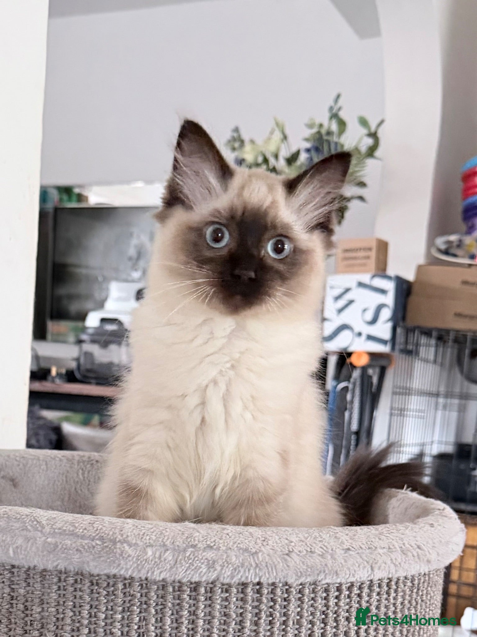 Ragdoll cats Ragdoll boy reduced must go soon make me an offer  - Advert 16