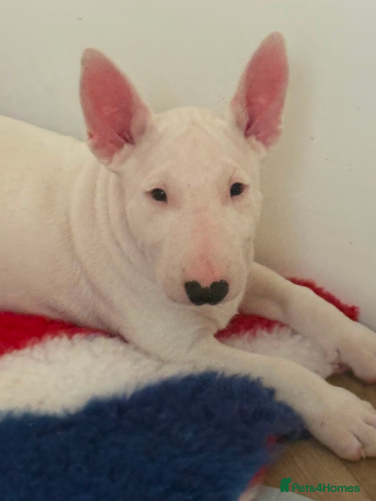 English Bull Terrier dogs 1 boy 1 girl top quality  - Advert 4