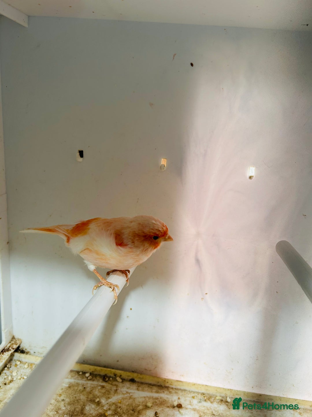 Canaries birds for sale: Young Red factor canary - Image 1
