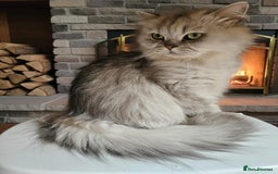Scottish Fold cats for sale: Adorable Scottish fold Straight Ears Kittens  - Image 40