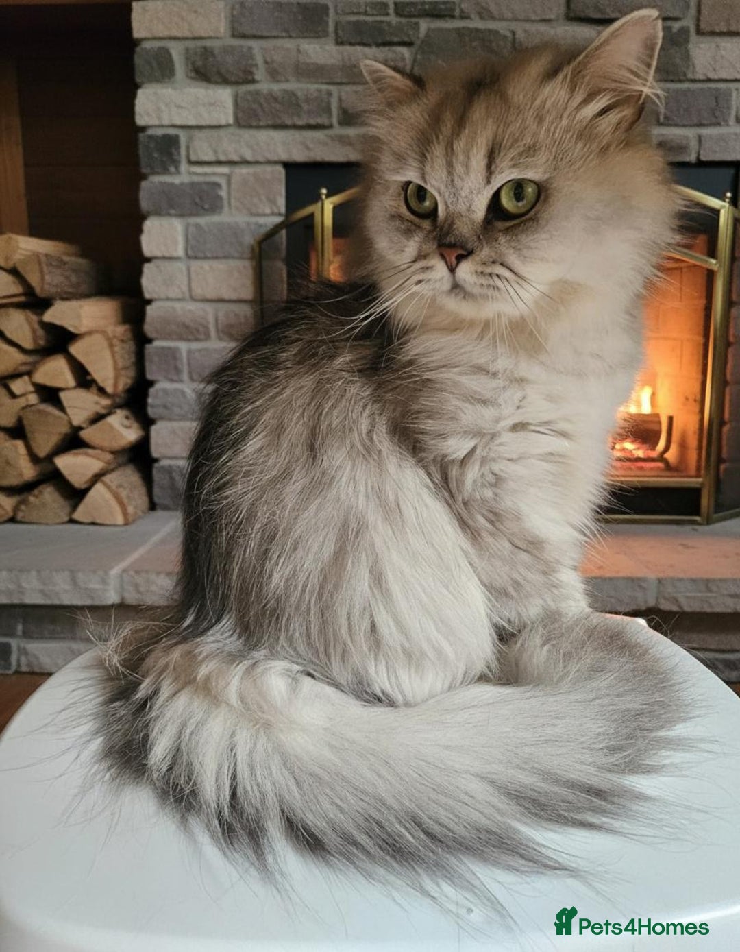 Scottish Fold cats for sale: Adorable Scottish fold Straight Ears Kittens  - Image 40