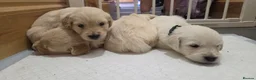 Golden Retriever dogs for sale: Golden Retrievers - Gwynedd  in Bangor - Advert 7