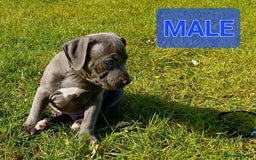 Staffordshire Bull Terrier dogs for sale: CHUNKY blue Staffordshire bull terror puppys - Image 3