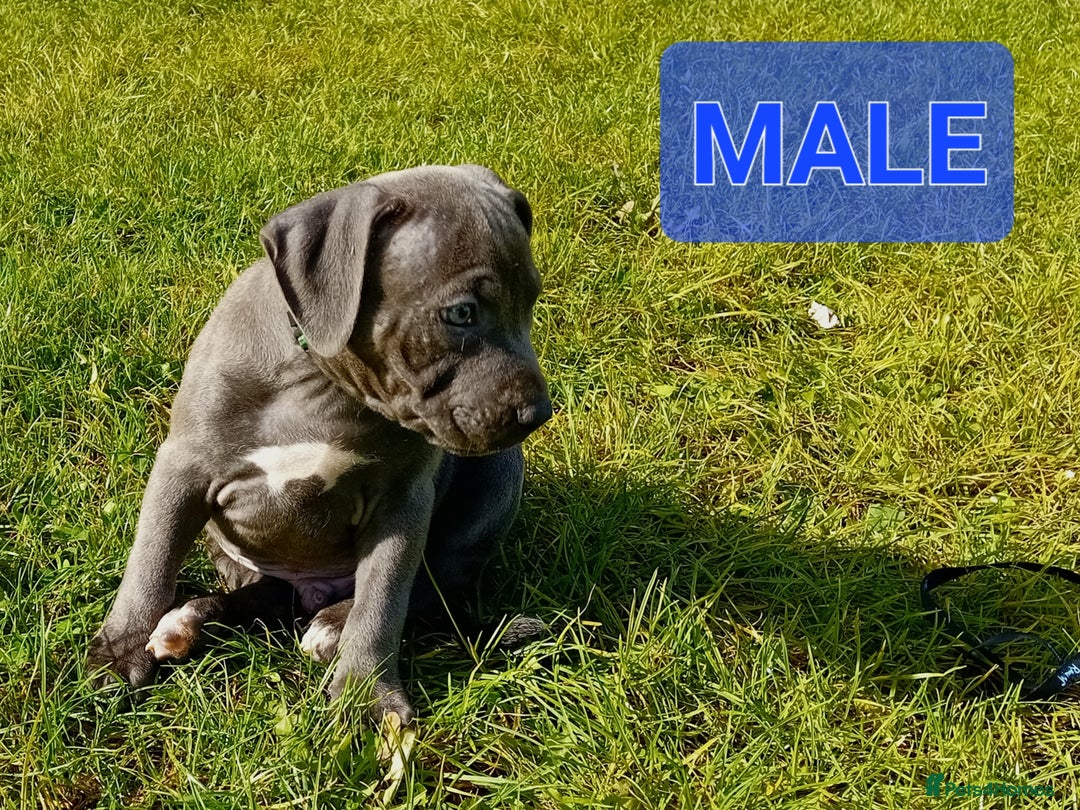 Staffordshire Bull Terrier dogs for sale: CHUNKY blue Staffordshire bull terror puppys - Image 3