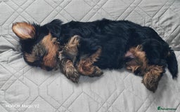 Yorkshire Terrier dogs for sale: 2 Beautiful Yorkshire Terrier Puppy Boys.  - Image 11