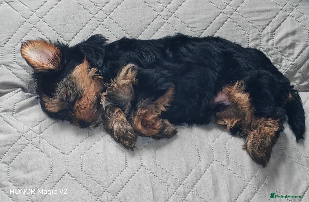 Yorkshire Terrier dogs for sale: 2 Beautiful Yorkshire Terrier Puppy Boys.  - Image 11