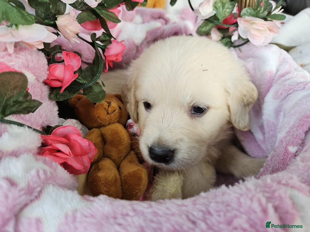 Golden Retriever dogs for sale: Gorgeous Golden Retriever Puppies (KC Reg Parents) - Advert 7
