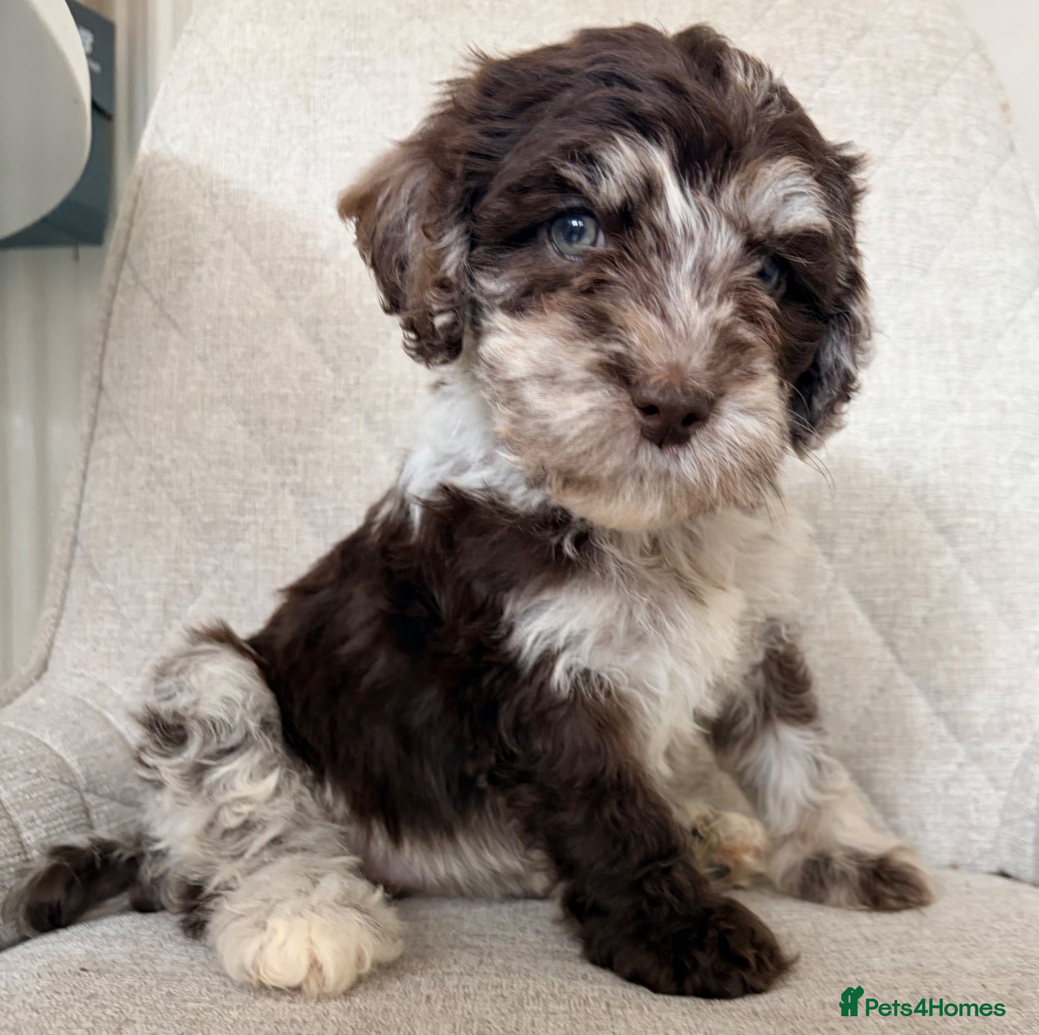 Cockapoo dogs Multi gen cockapoo puppies for sale. - Advert 12