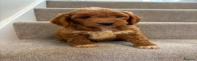 Cockapoo 1