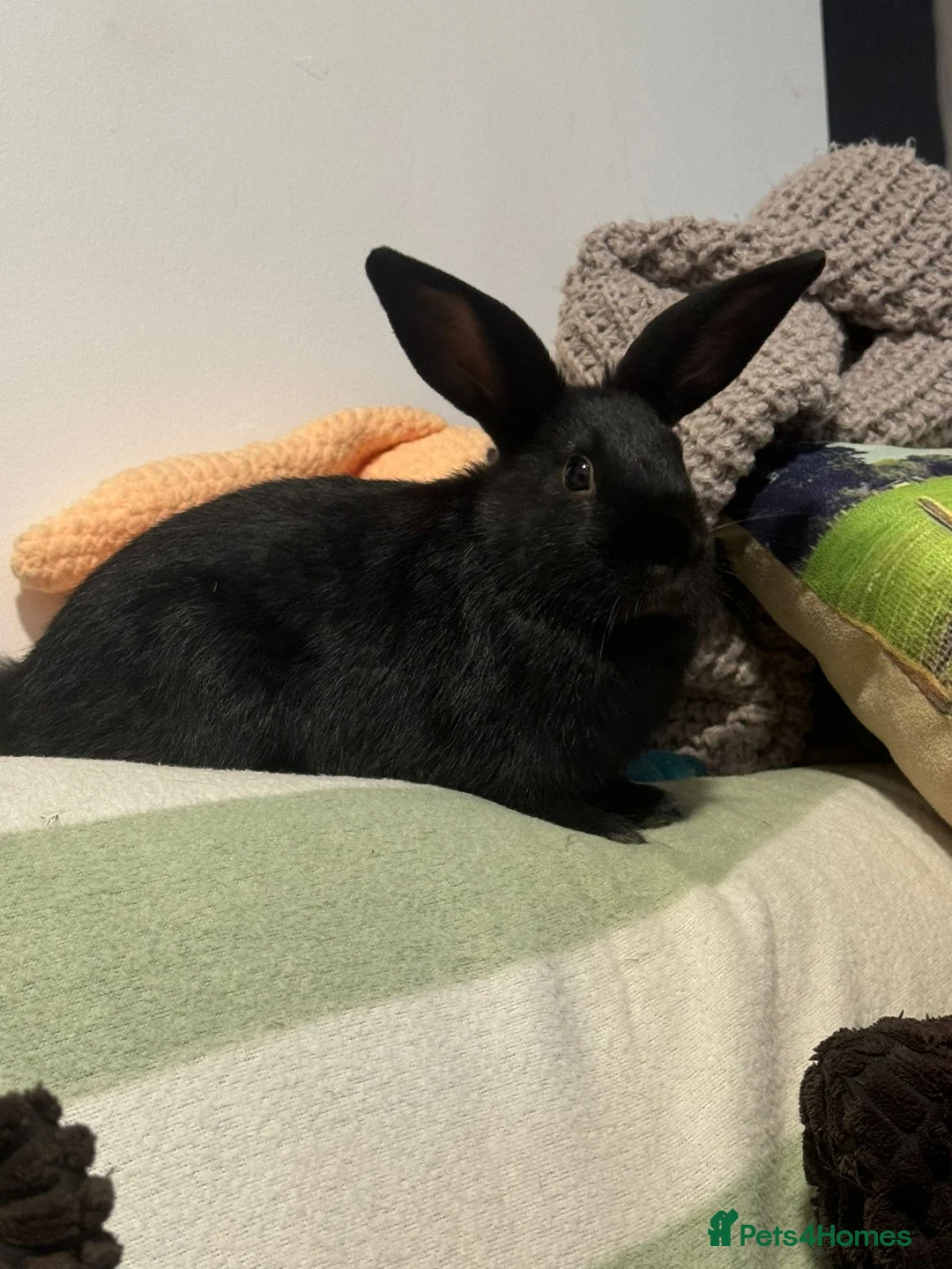 Mini Lop rabbits for sale: Vaccinated/raised indoors, mini lops and lion lop  - Advert 12