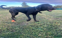 Mixed Breed dogs for sale: 1 year old black female black Labrador mix  - Image 6