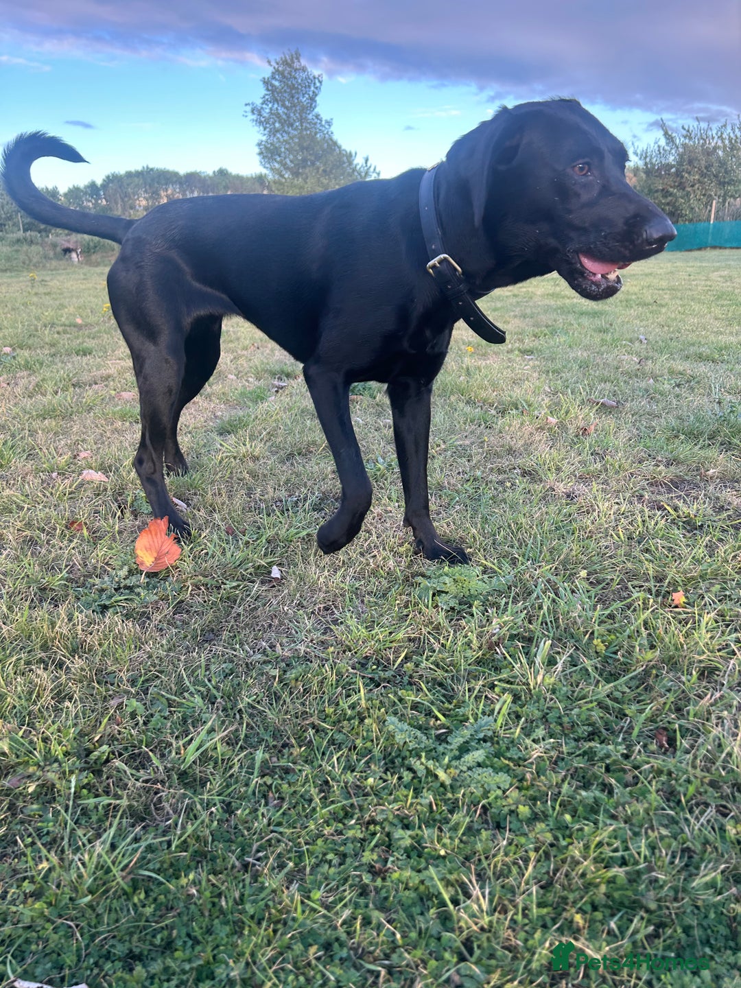 Mixed Breed dogs for sale: 1 year old black female black Labrador mix  - Image 6
