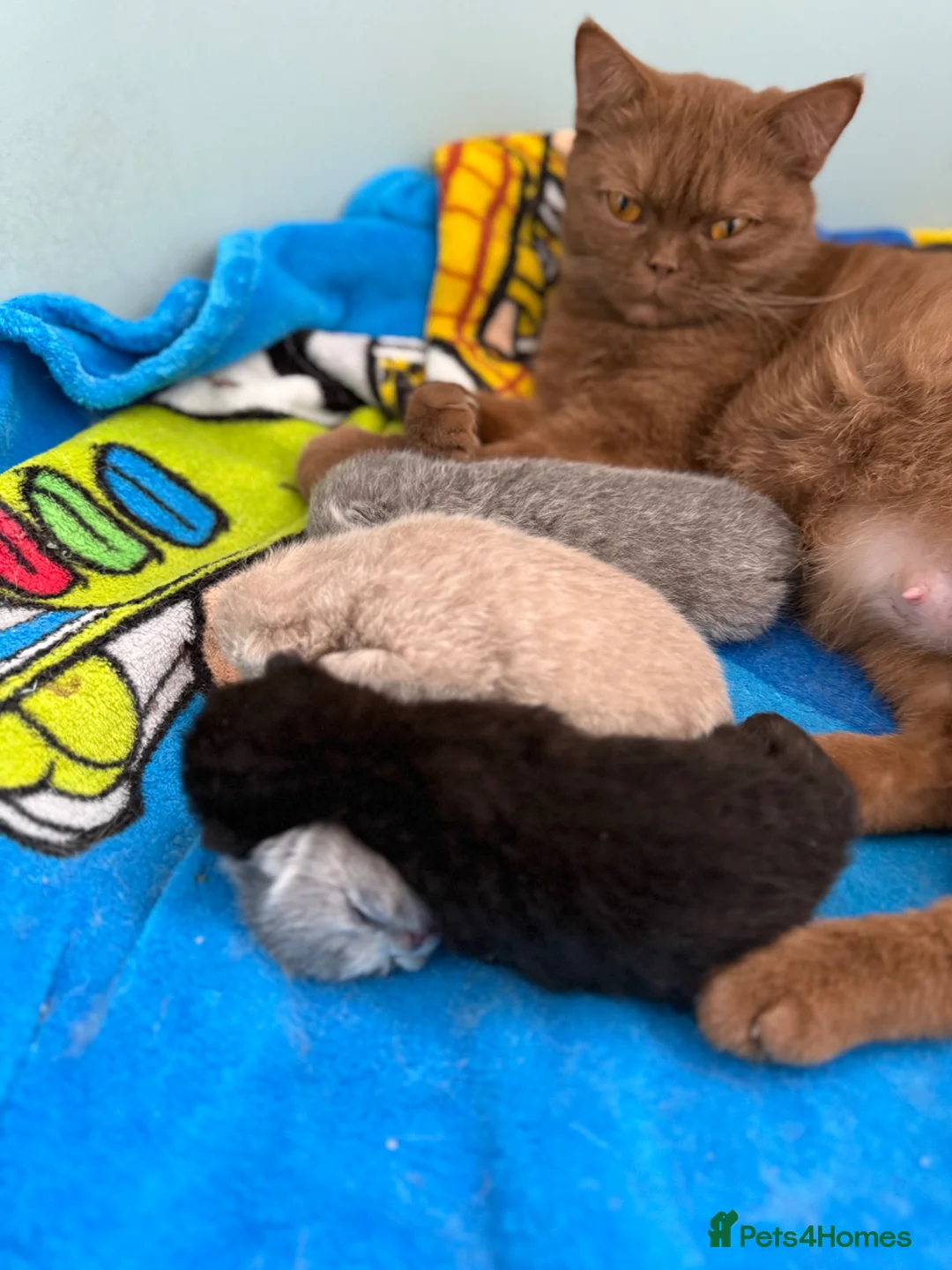 British Shorthair cats for sale: Beautiful Litter - Advert 2