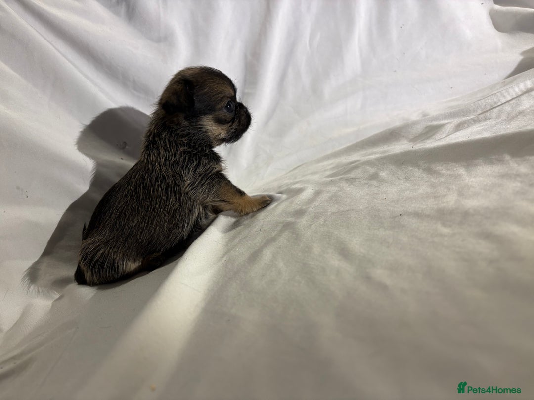 Griffon Bruxellois dogs for sale: Brussels griffons  - Advert 2