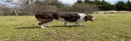 Border Collie dogs for stud: Red and White Border Collie Sheepdog Stud ISDS Reg in Church Stretton - Advert 2