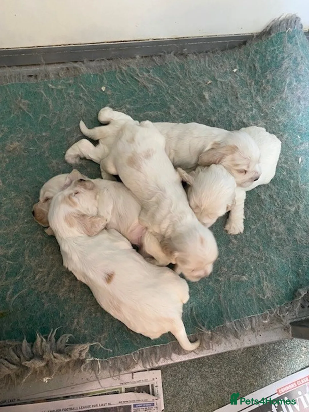 Cocker Spaniel dogs for sale: Cocker Spaniel Puppies For Sale - Advert 3