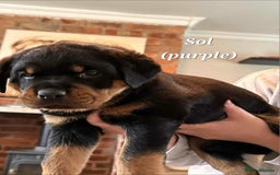Rottweiler dogs for sale: Rottweiler puppies - Image 6