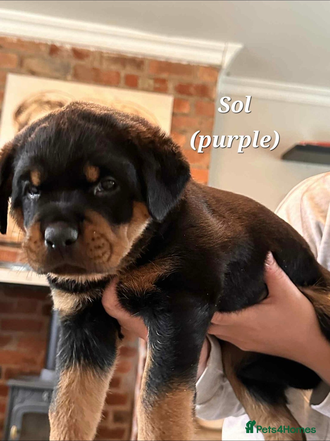 Rottweiler dogs for sale: Rottweiler puppies - Image 6