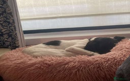 Mixed Breed dogs for adoption: STELLA-1 YR OLD, SMALL, PRETTY, CYPRUS SPECIAL MIX - Image 14