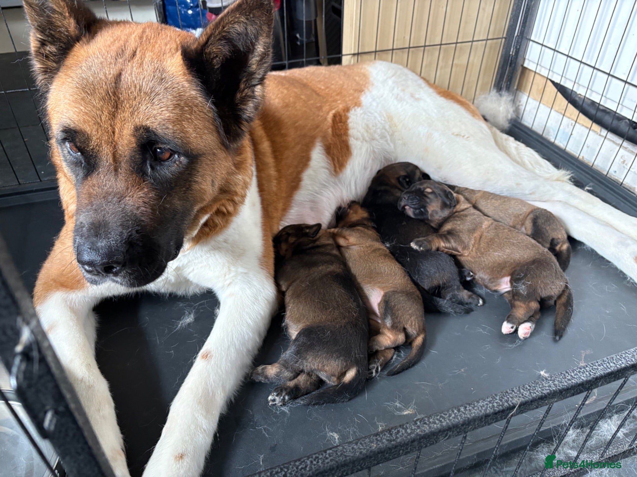 Mixed Breed dogs American Akita x Rottweiler  - Advert 1