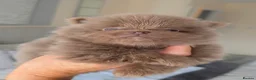 Pomeranian dogs for sale: 🐶 Tiny pomeranian puppies 🐶  - Advert 9