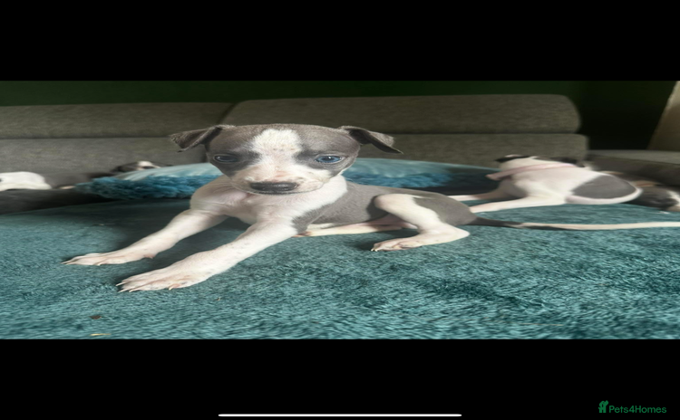Whippet dogs - Advert 12