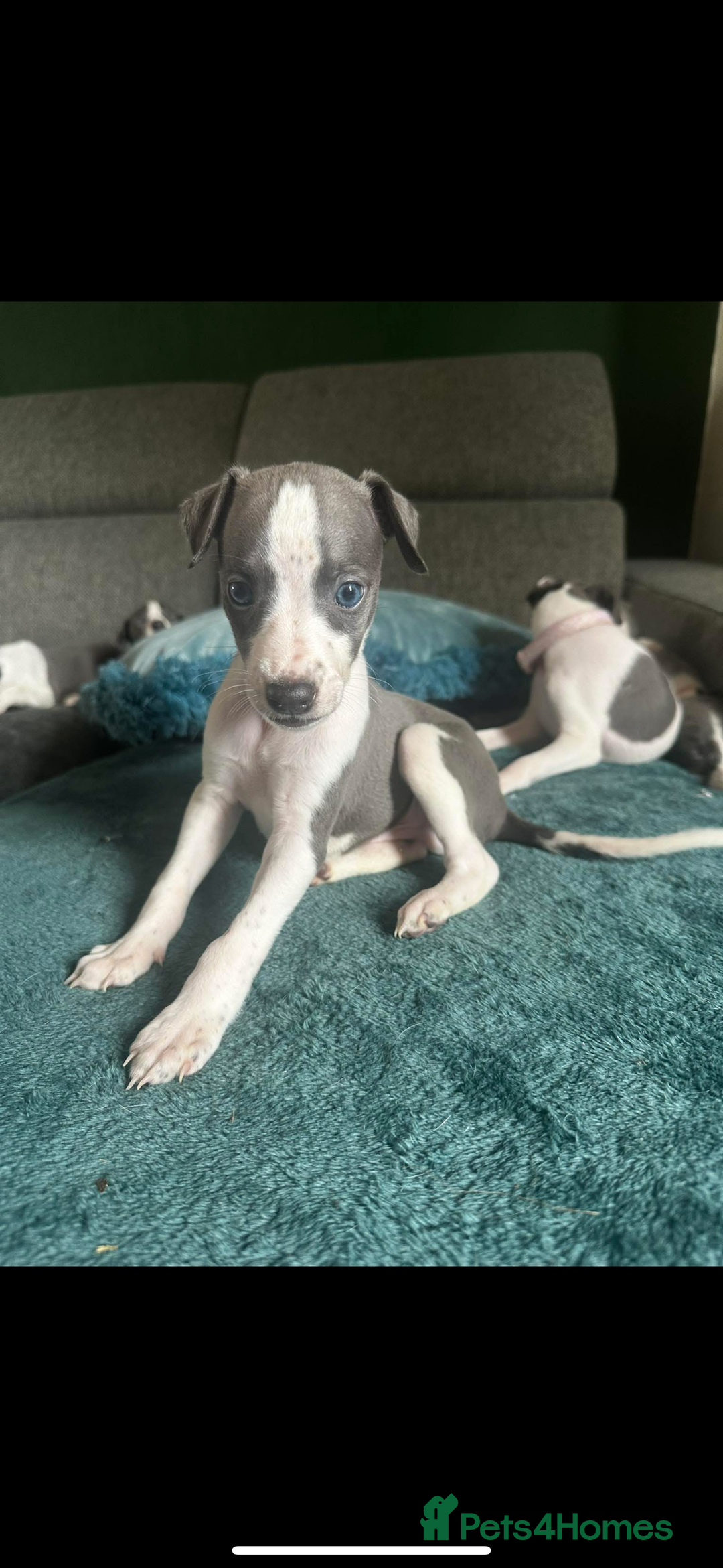 Whippet dogs for sale: stunning blue&white whippets only 2 boys available - Image 1
