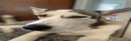 Siberian Husky dogs for sale: Siberian Husky Puppies Pure Bred Blue Eyed - Advert 10