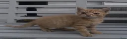Mixed Breed cats for sale: Beautiful kittens need a new home - Advert 10