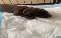 Mixed Breed dogs for sale: Beautiful Family-Raised Sheprador Puppies - Image 22